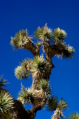 USA, CA