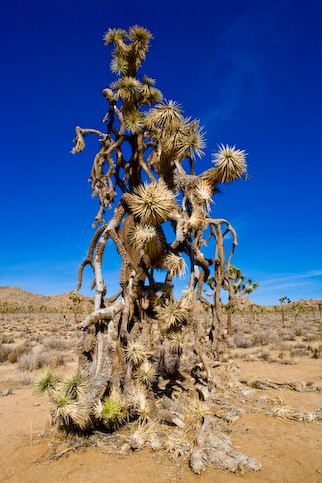 USA, CA