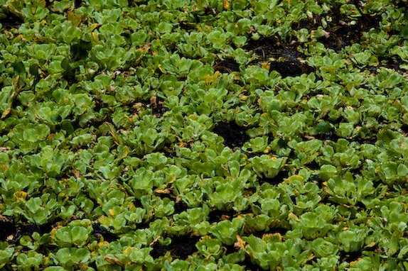 USA, Florida, Fisher Island,