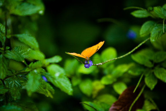 USA, Florida, Fisher Island,