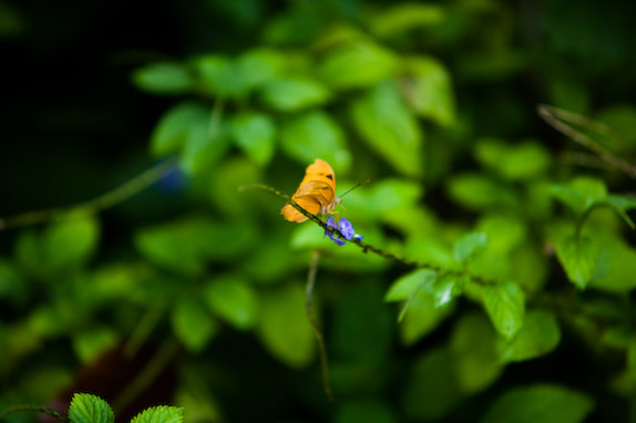 USA, Florida, Fisher Island,